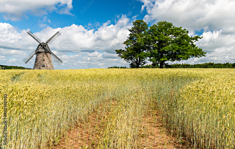 Countryside agricultural landscape with field of ripening wheat, old windmill and oak tree, bliss summer day with cumulus clouds