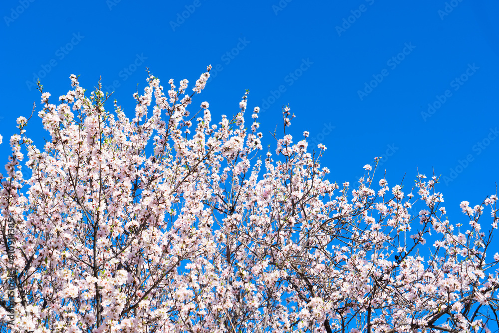 almond tree bloom