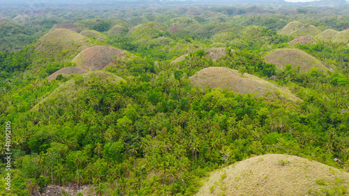 Famous Chocolate Hills natural landmark  Bohol island  Philippines. Hills among farmlands.