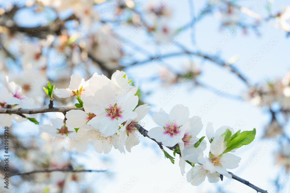 almond tree bloom