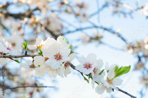 almond tree bloom