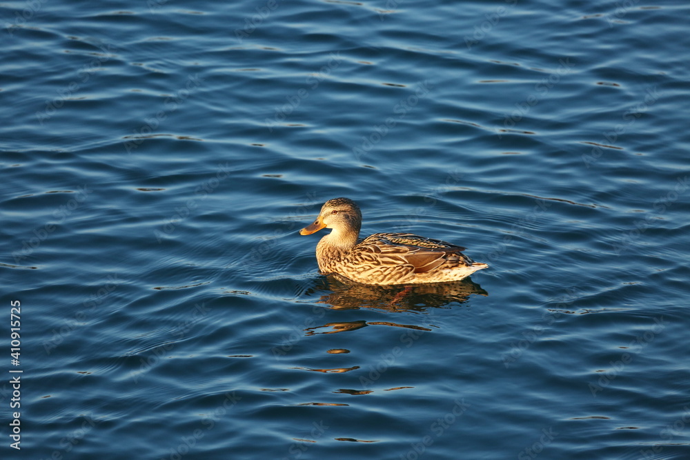 Malard female on the lake Malard female on the lake