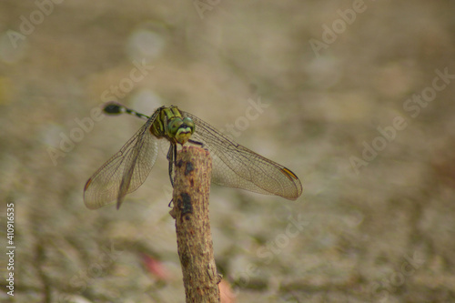 close up of dragonfly © azen