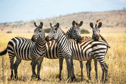 Zebra herd in Masai Mara Game Reserve of Kenya, East Africa