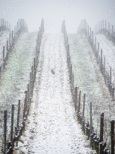 Rabbit bunny brown hare in a winter vineyard © Ewald Fröch