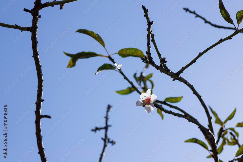 Almond tree branches with first leaves and flowers on a blue sky background Almond tree branches with first leaves and flowers on a blue sky background