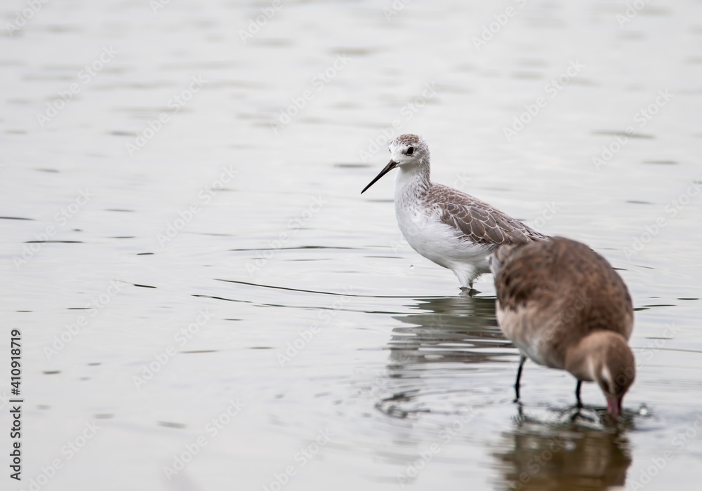 The marsh sandpiper standing in the pond , Thailand The marsh sandpiper standing in the pond , Thailand