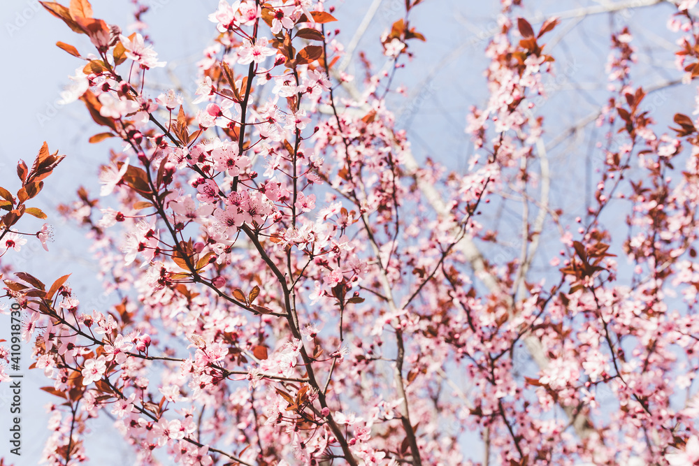 Fresh red cherry blossom, tree branch with red flowers and leaves in a garden, against blue sky. Spring concept. Soft selective focus, copy space