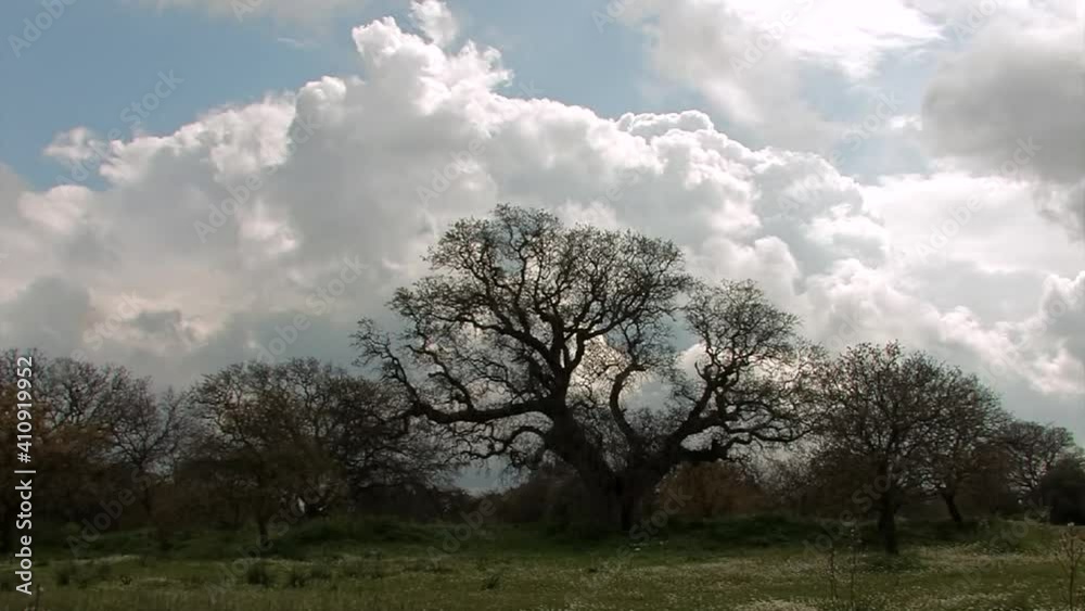 Rhodes Greece Filerimos Time-Lapse of clouds and the silhouette of an old oak tree with no leafs in winter time Rhodes Greece Filerimos Time-Lapse of clouds and the silhouette of an old oak tree with no leafs in winter time