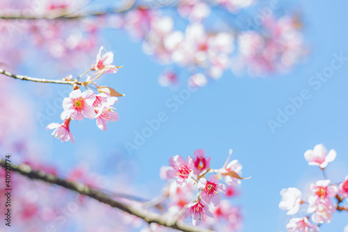 Sakura flower background. Spring background with cherry blossom.