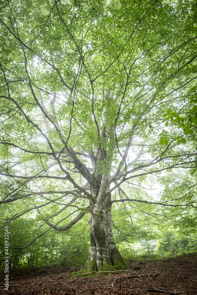 beech, Fagus sylvatica, Sierra de Aralar, Navarra, spain beech, Fagus sylvatica, Sierra de Aralar, Navarra, spain