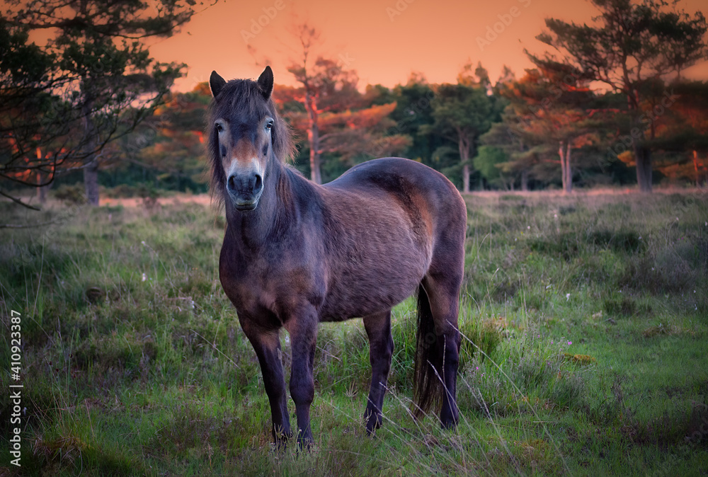 Fototapeta premium Horse in a wood 