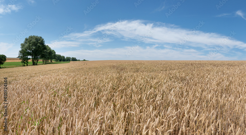Hellbraunes Weizenfeld kurz vor der Ernte im ländlichen Sommer