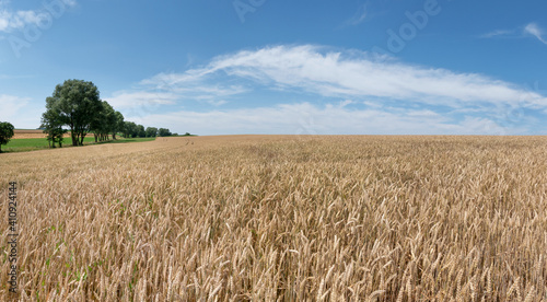 Hellbraunes Weizenfeld kurz vor der Ernte im l  ndlichen Sommer