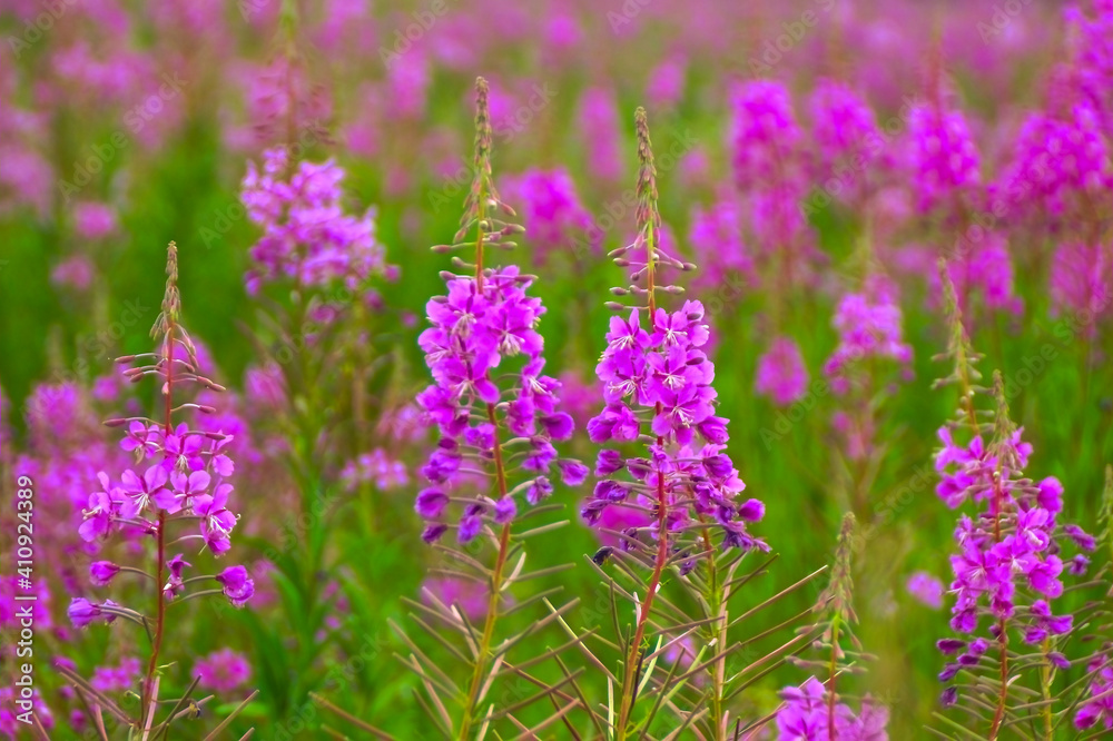 Obraz premium Willow herb pink Epilobium flowers of fireweed (Epilobium or Chamerion angustifolium) in bloom ivan tea. Flowering willow herb, blooming sally. Wild medicinal herbal tea of willow plant angustifolium
