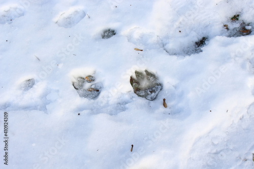Fototapeta Naklejka Na Ścianę i Meble -  
The dog walked in the snow and left its tracks