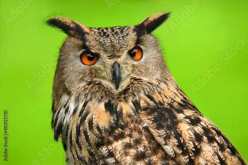 Eagle owl in front of a blurred green meadow