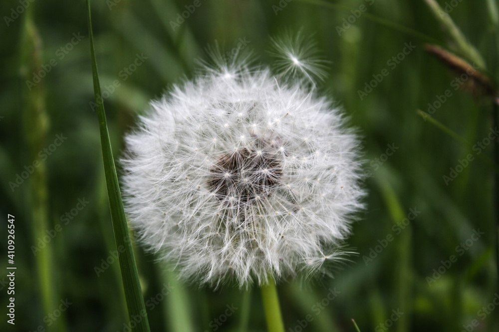 Fototapeta premium dandelion on green background