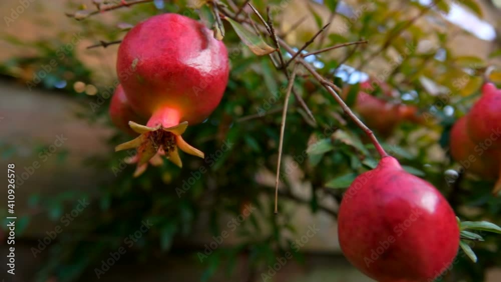 Small pomegranate fruits are growing on the branch of a pomegranate tree Small pomegranate fruits are growing on the branch of a pomegranate tree