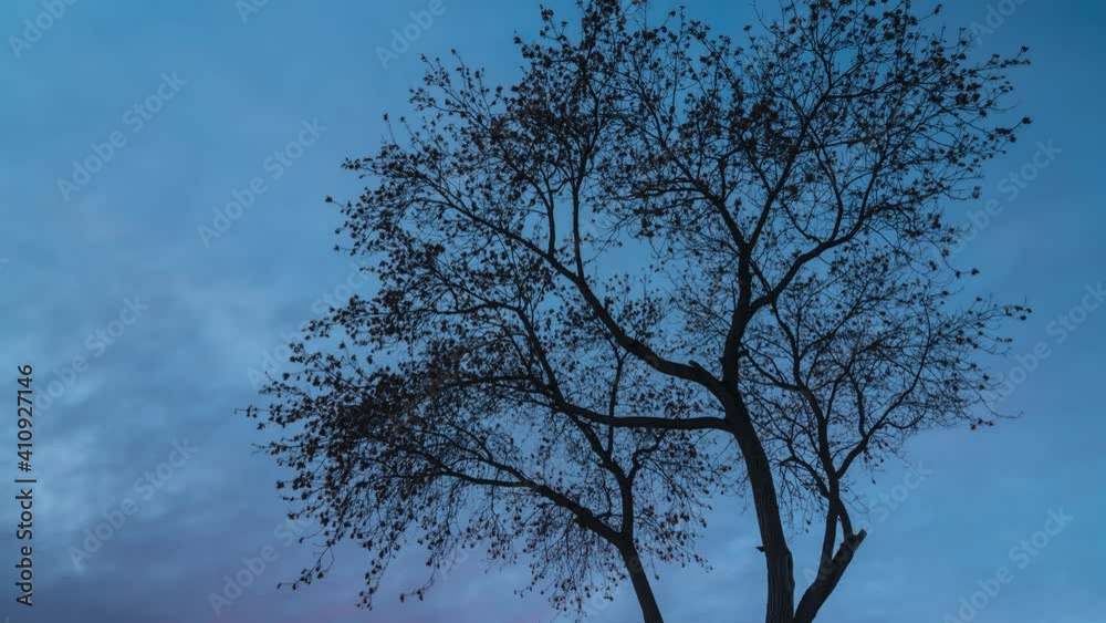 Silhouette of a Branchy Tree Without Leaves at Dusk. Crown of a Tree in the Evening. Silhouette of a Branchy Tree Without Leaves at Dusk. Crown of a Tree in the Evening.