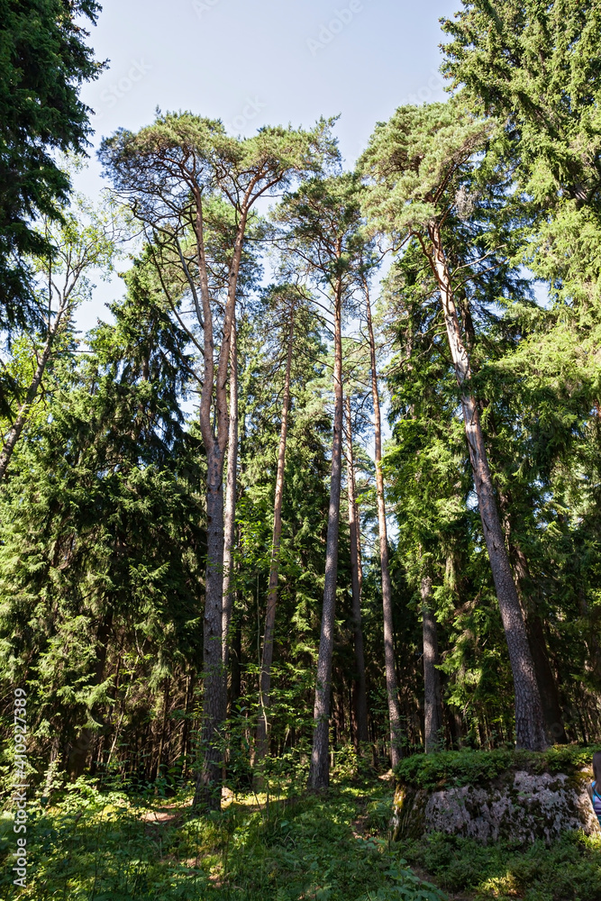 Fototapeta premium old pine trees in Karelia, vertical natural landscape 