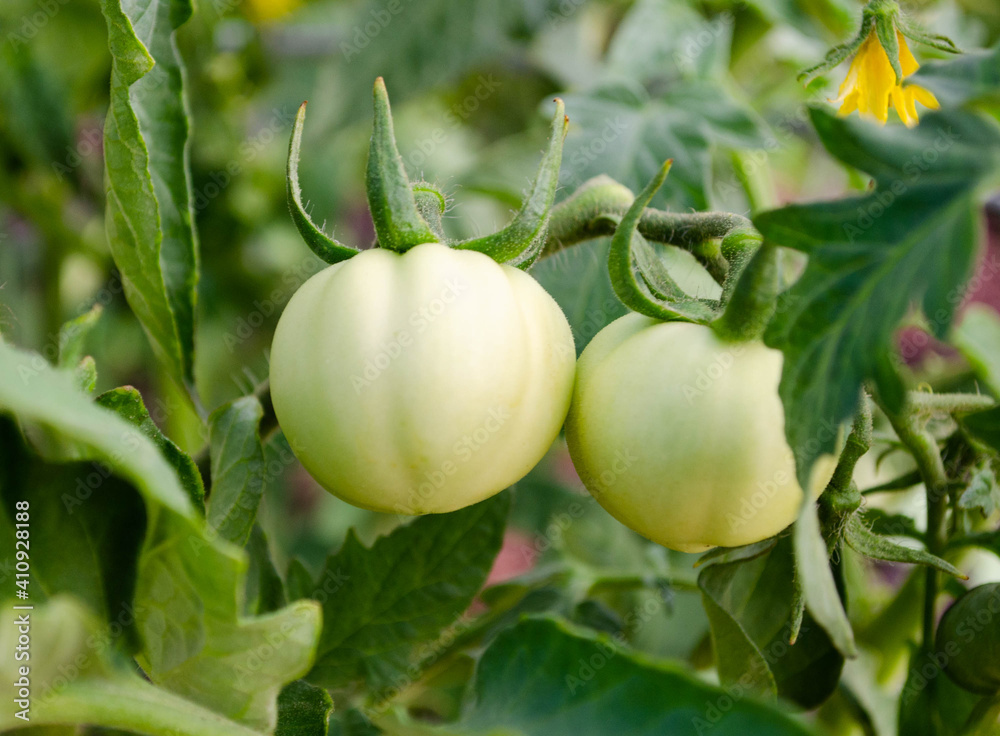 A pair of green tomatoes growing in the garden
