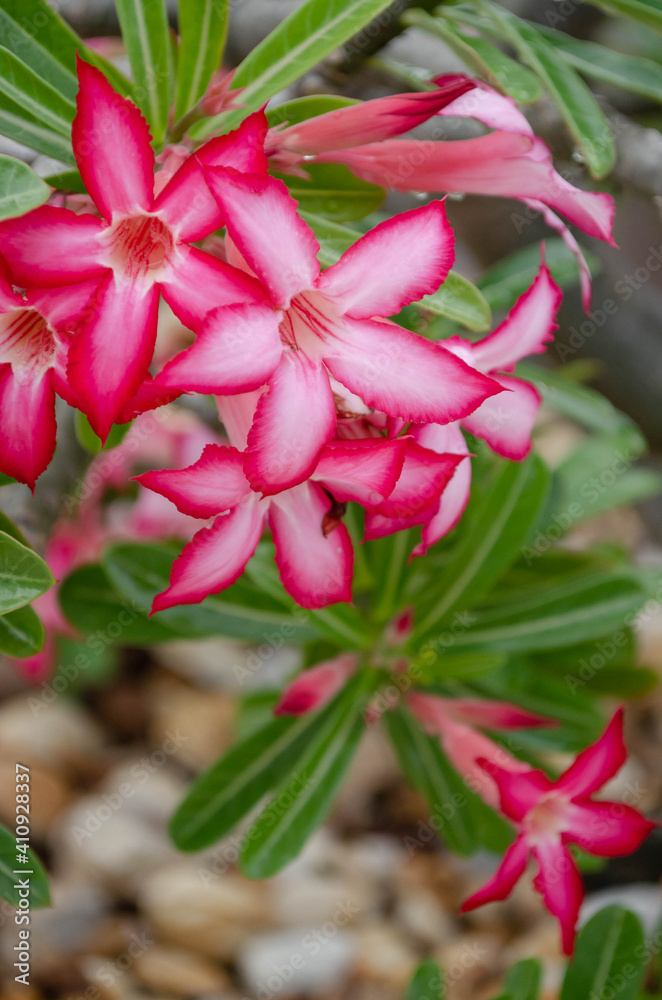 Close up view of desert rose flowers
