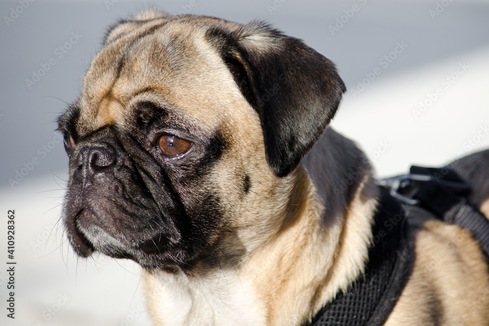 A pug dog looking into the distance
