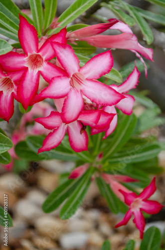 Close up view of desert rose flowers 