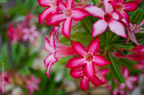 Close up view of desert rose flowers 