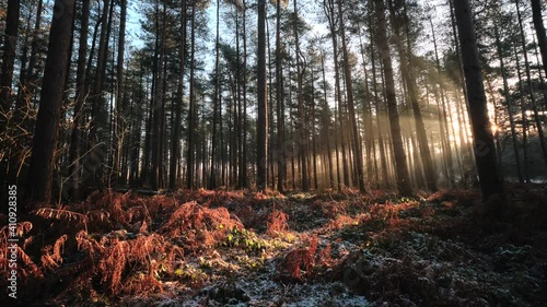 Morning Woodland Sunbeams Timelapse (Nottingham)