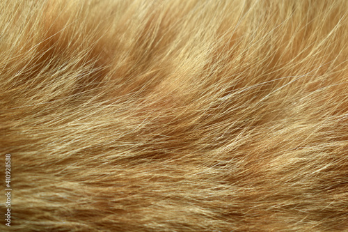 Ginger cat fur texture background.