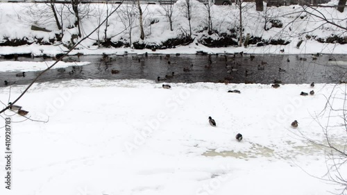 ducks on Smolenka river in winter in St. Petersburg, various angles
Size: 3840x2160
Frame rate: 25 fps
Color mode: natural