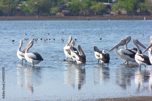 pelicans on the fresh water, Dili Timor Leste © Sigitpramono