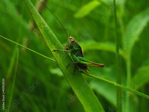 A green grasshopper sits in the green grass