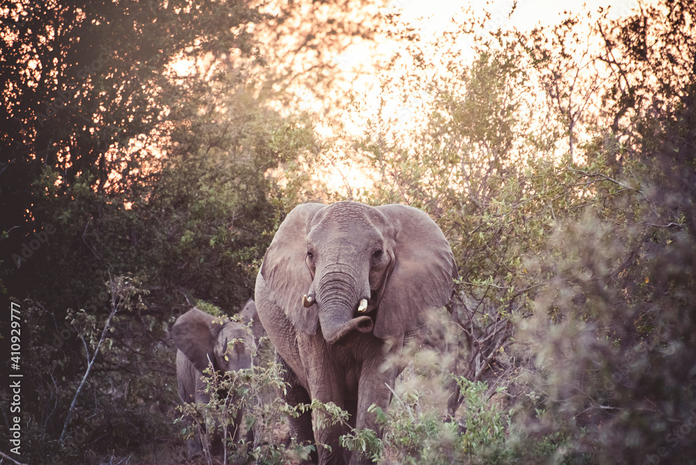 Obraz premium Elephant Herd