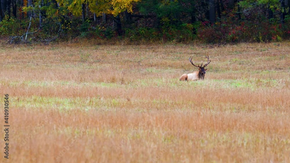 Wide, a bull elk in an autumn field, North Carolina, USA