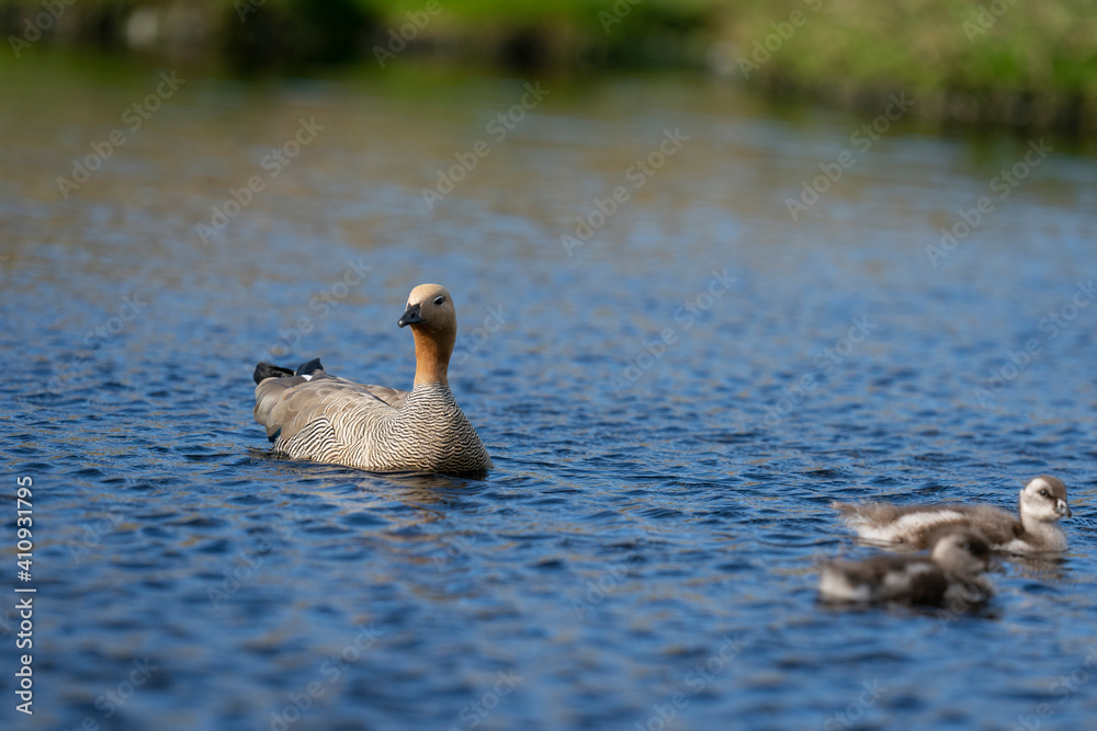 The ruddy-headed goose (Chloephaga rubidiceps) The ruddy-headed goose (Chloephaga rubidiceps)
