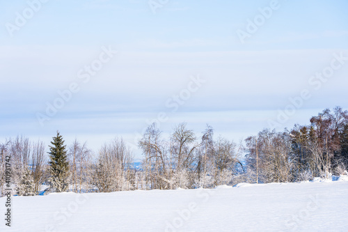 Wallpaper Mural Edge zone with trees by a field at Toten, Norway, in winter. Torontodigital.ca