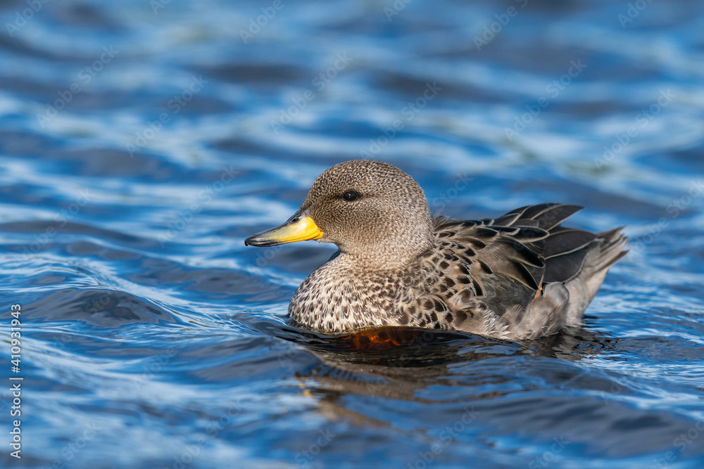 The yellow-billed pintail (Anas georgica) The yellow-billed pintail (Anas georgica)