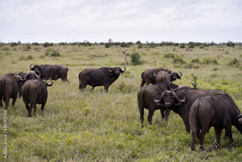 A group of African Buffalos  Syncerus caffer  in the bushes in Kruger National Park  South Africa.