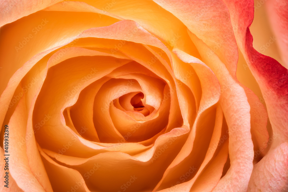 Close-up yellow rose. Nature background. Soft focus Close-up yellow rose. Nature background. Soft focus
