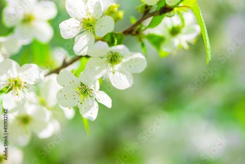 White cherry blossom sakura in spring time against blue sky. Nature background. Soft focus