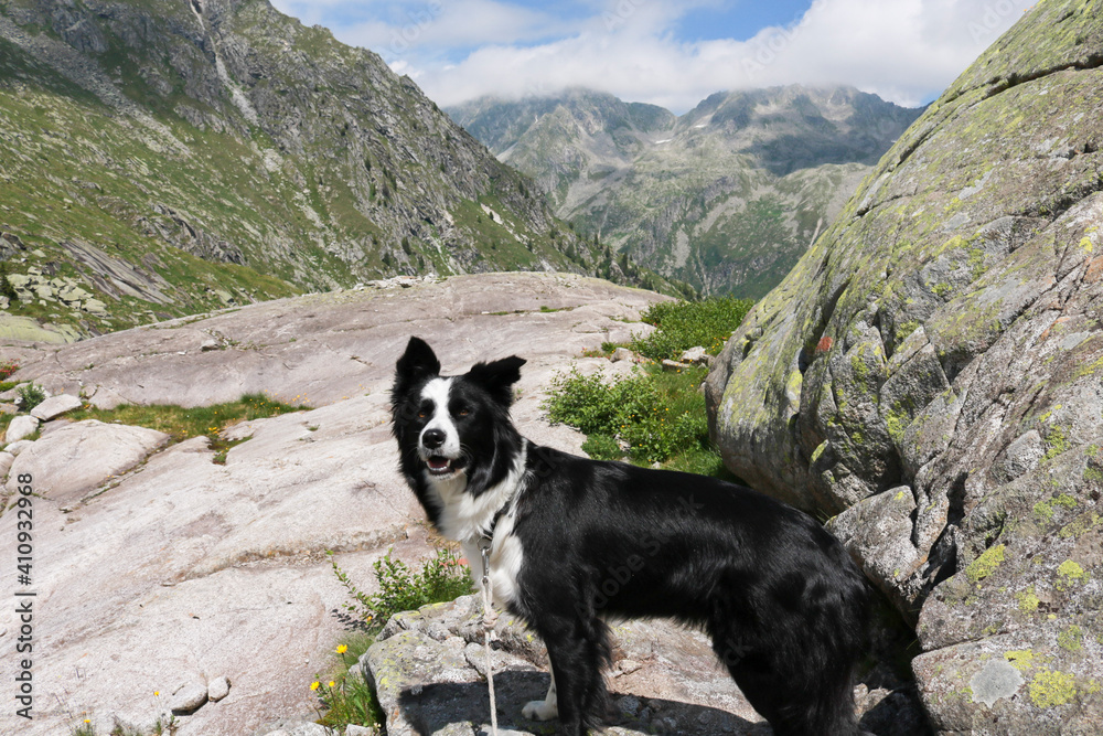 Border collie e bellissima vista dal sentiero che porta ai laghi Cornisello nella Val Nambrone in Trentino, viaggi e paesaggi in Italia Border collie e bellissima vista dal sentiero che porta ai laghi Cornisello nella Val Nambrone in Trentino, viaggi e paesaggi in Italia