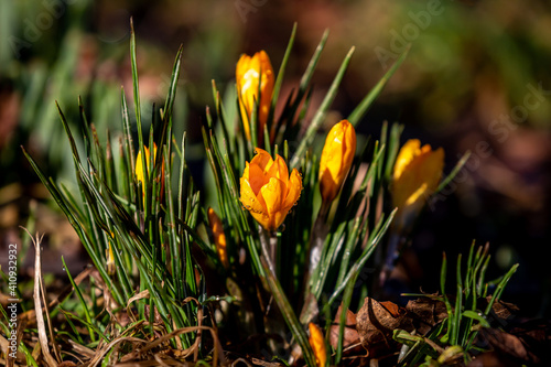 Vibrant Yellow Crocus Flowers with a Shallow Depth of Field