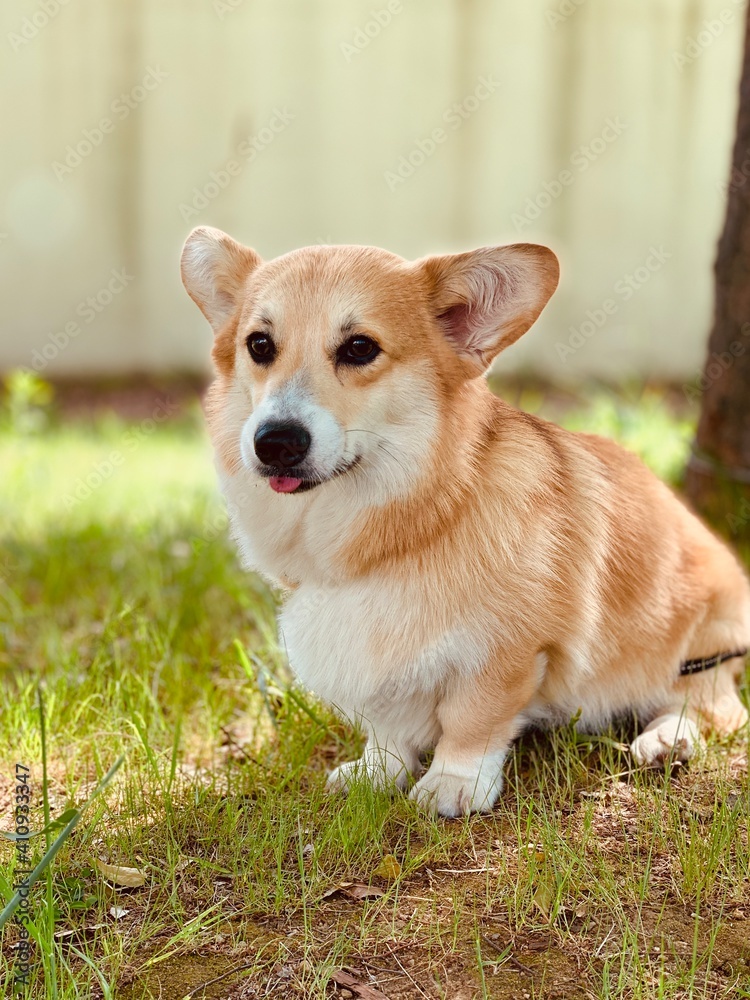 Cute Welsh Corgi