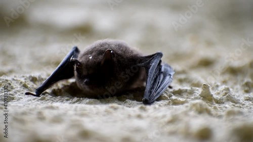 Bat. A small bat hanging on the wall.