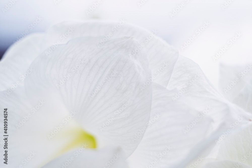 Fototapeta premium Close up sur les pétales d'une fleur blanche amaryllis - Arrière plan texturé douceur et blancheur