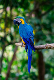 Guacamaya Azul en el zoologico