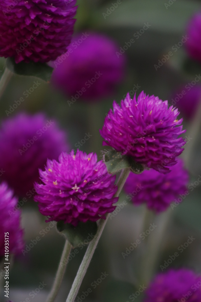 Fototapeta premium Flores de color fucsia